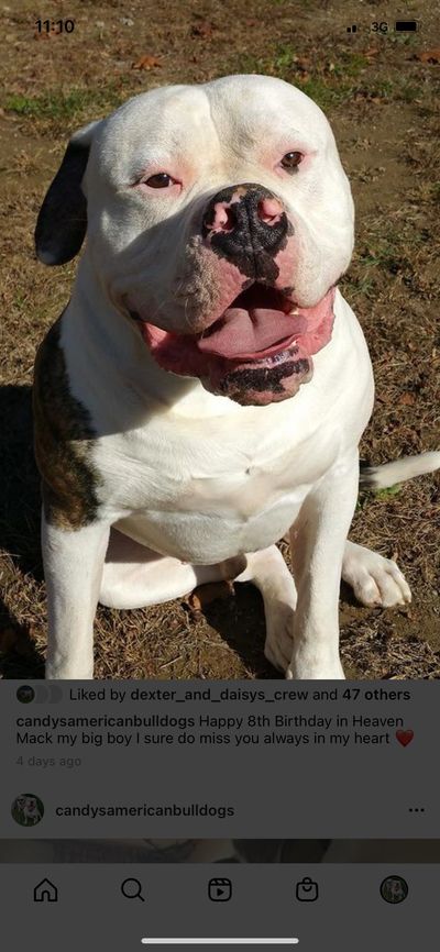 Bulldog Breeding in Spraggs, PA | Candy's American Bulldog Kennel, LLC