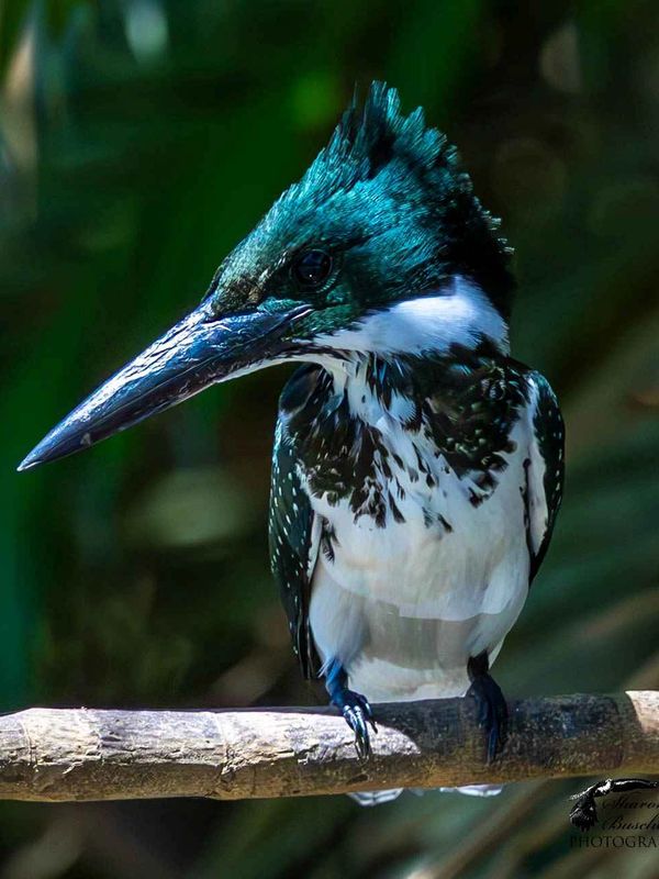 Amazon kingfisher perched on a branch 