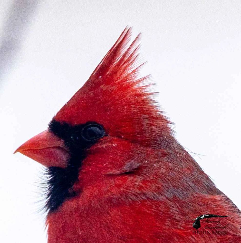 Vibrant red cardinal with a prominent crest.