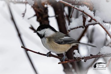 Chickadee