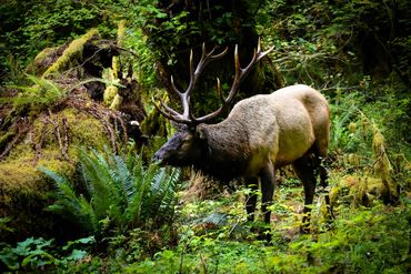 Roosevelt Elk, Olympic Peninsula