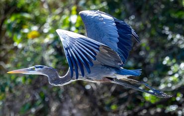Great Blue Heron, Costa Rica