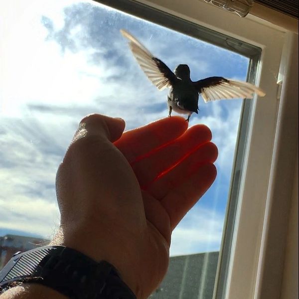 A hummingbird landing on my hand.