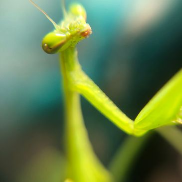 praying mantis