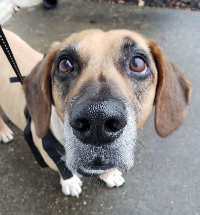 hound posing in the rain