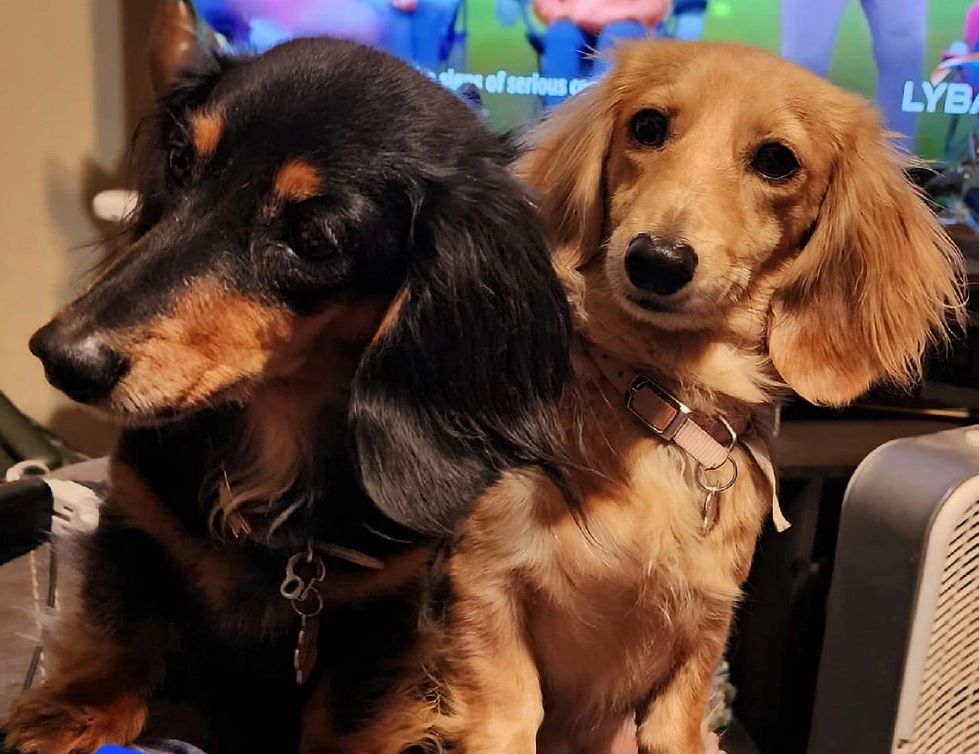 Experienced Pet Caretaker at Your Service