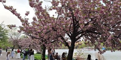 Travel to Japan, the Land of the Rising Sun and Mt. Fuji. A beautiful country with rich culture, del