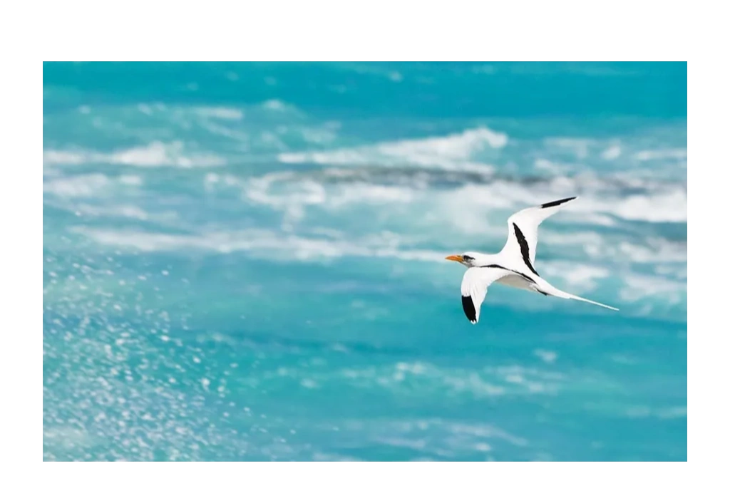 The Golden Longtail