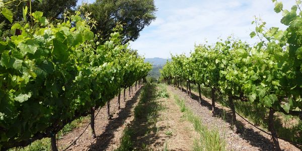 Rows of green grapevines in a vineyard on a sunny day.