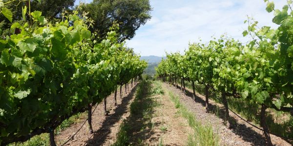 Rows of green grapevines in a sunny vineyard under a blue sky.