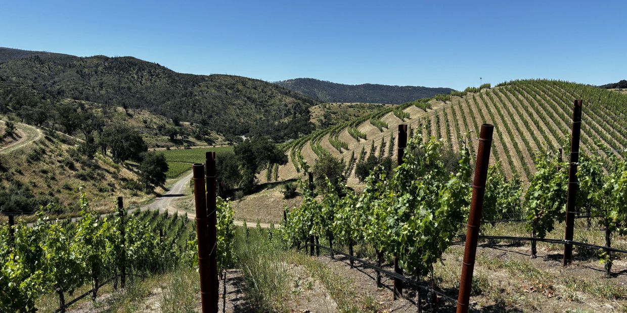Vineyard rows stretch across rolling hills under a clear blue sky.