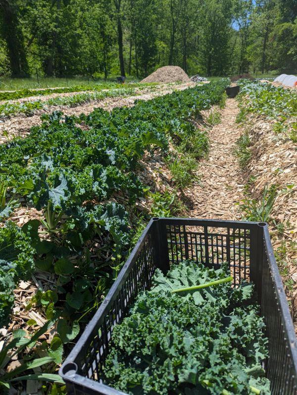 Farm rows of kale with a harvest basket in the foreground.