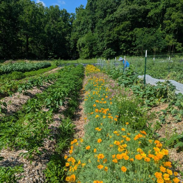 Farm garden with blooming orange flowers and a person tending plants.
