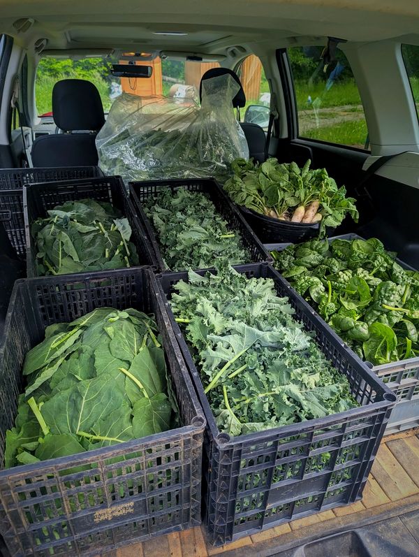 Various leafy greens in crates inside a vehicle.