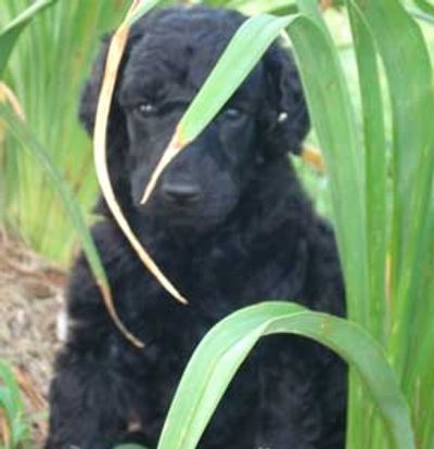 Black Poodle puppy