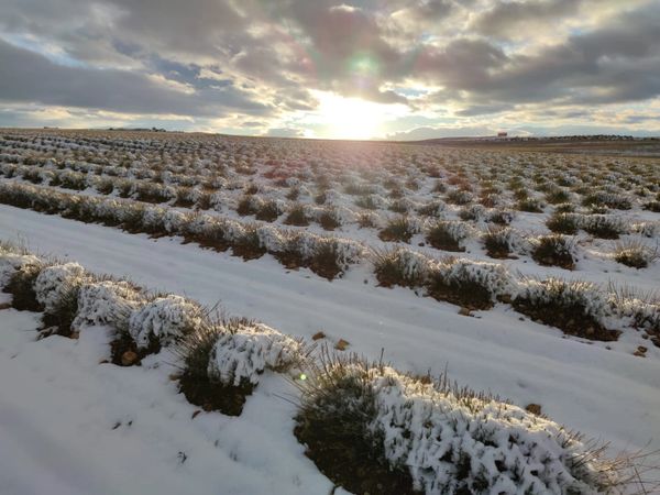 Winter good for best quality lavender and lavandin essential oils