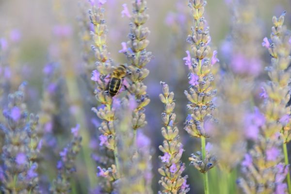 Lavender bee closeup esencia1116.com