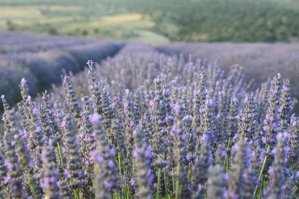 Lavender fields esenca1116.com