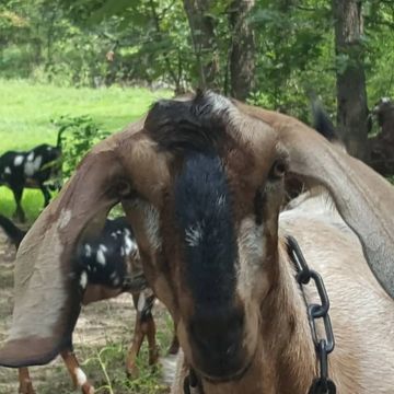 Ina the Nubian Goat