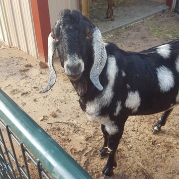 Nebula the Nubian Buck