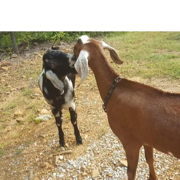 Nubian Goats, Nebula and Virtue: Sire and Dam and first time freshener