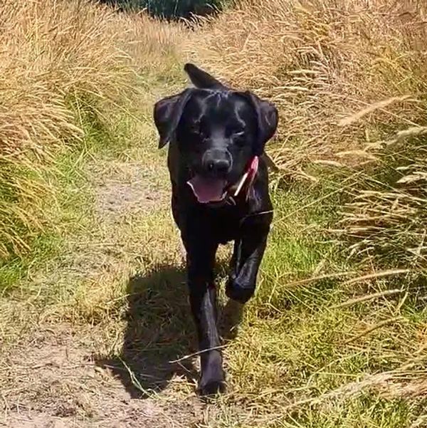 Rocky exploring the paddocks