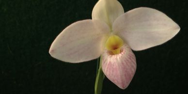 Orchid Society, Orchid - West Shore Orchid Society - Berea, Ohio