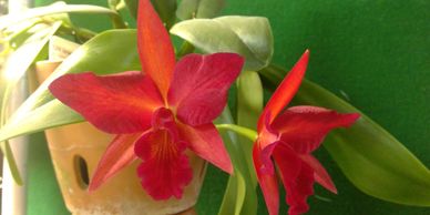 Orchid Society, Orchid - West Shore Orchid Society - Berea, Ohio