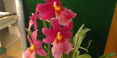 Orchid Society, Orchid - West Shore Orchid Society - Berea, Ohio