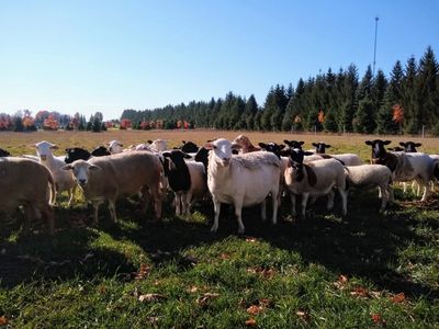 Sheep in chestnut orchard