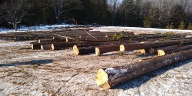 Cut logs lying on the snowy ground in a forest area.
