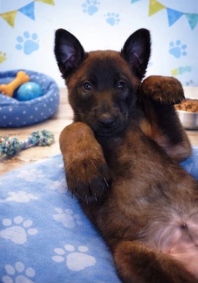 Playful brown puppy lying on a blue paw-print blanket.