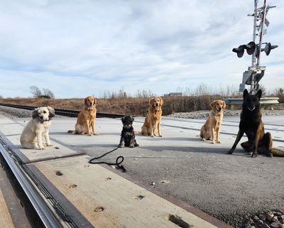 Professional Dog obedience and leash training at Best Canine Training LLC near Wichita, Kansas