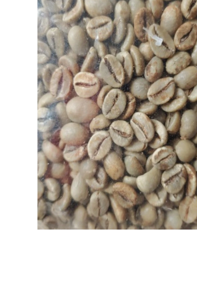 Robusta Premium Tabatan Bali R1762PU   