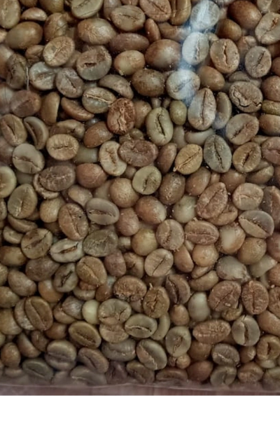 Robusta Tabanan Bali R3996US 