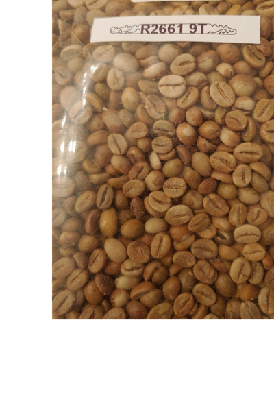 GREEN BEAN ARABIKA JURIA PREMIUM AJ1391.5EN