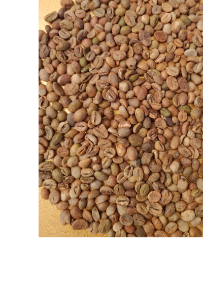 Singaraja  Robusta Grade 1 R27601SG