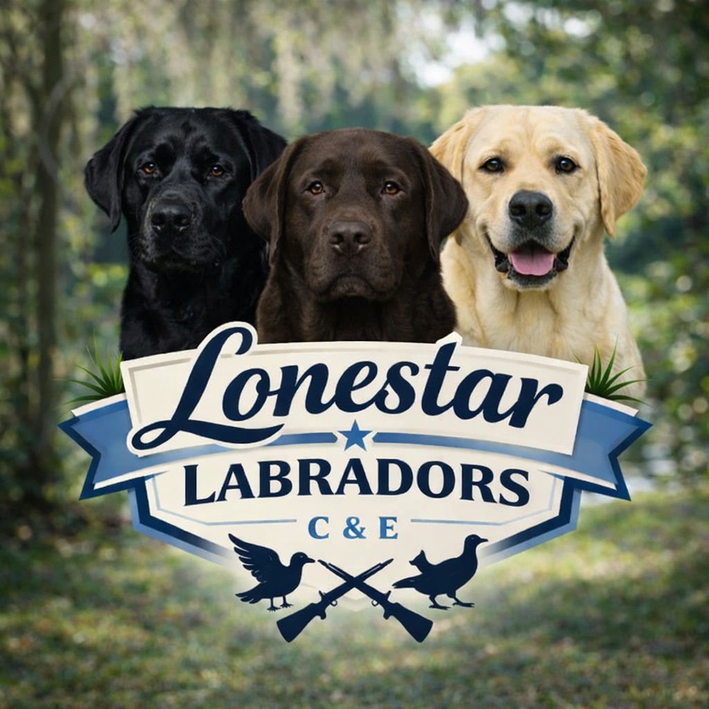 Available Puppies | Lone Star Labradors