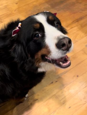 Happy Bernese Mountain Dog with bows on ears.