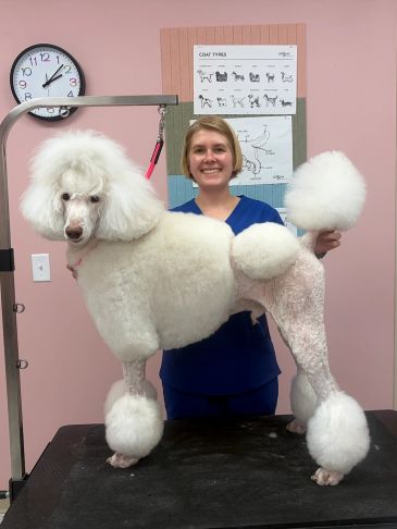Groomer posing with a freshly groomed white poodle.