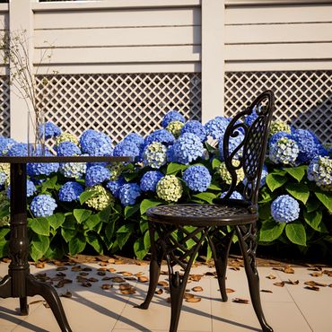 Black ornate chair and table set beside vibrant blue hydrangeas in a sunny patio.