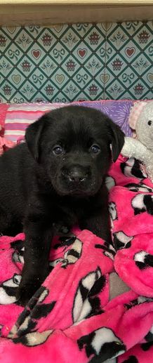 A black puppy lying on a colorful blanket with penguin prints.