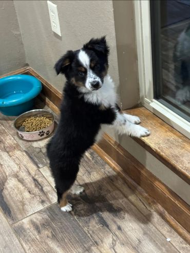 A puppy standing and looking out a glass door.