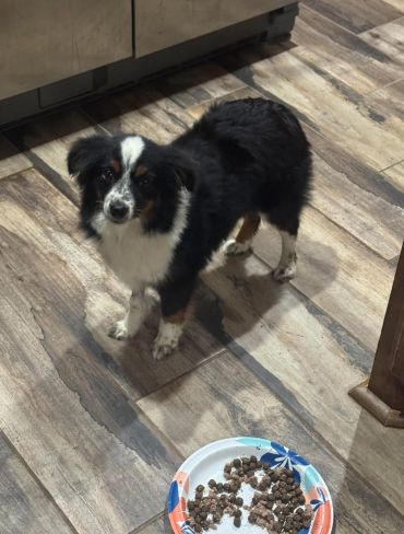 Black and white dog near a food plate.