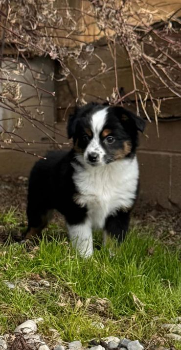 Cute black and white puppy standing outside.