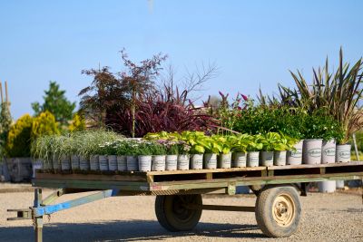 Cart full of potted plants on a sunny day.