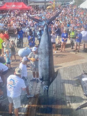 A picture of the large fish tied upside down