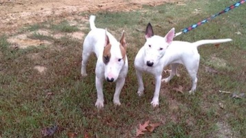 Taterhead Kennels