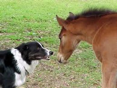 dog and horse looking at each other