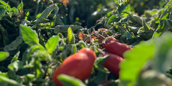Ripe red tomatoes growing among green leaves under a clear blue sky.
